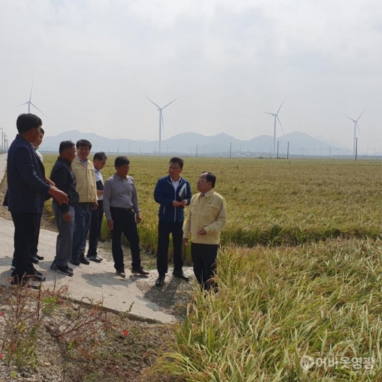 영광군, 태풍 미탁 대비 농작물 조기수확 독려 2.jpg