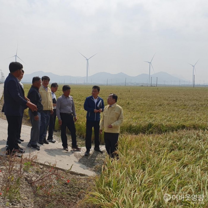 영광군, 태풍 미탁 대비 농작물 조기수확 독려 2.jpg