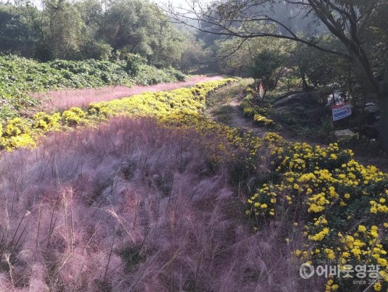 2. 영광군 태청산 단풍에 물들고 싶다 1.jpg