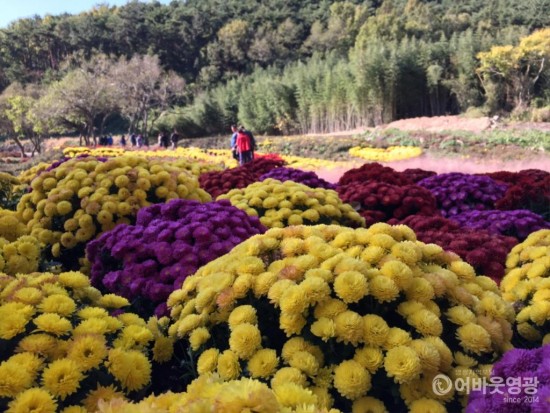 대마면 태청산 핑크 단풍 문화행사 성황리 개최 1.jpg