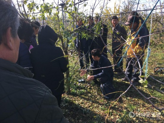 대한민국 대표 과일을 꿈꾸는 영광 사과대추 1.JPG