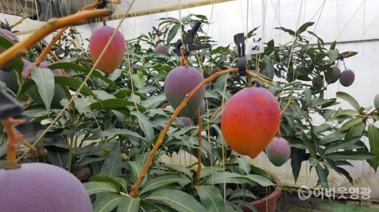 영광군, 아열대과수(망고) 재배 기술교육 실시 2.jpg