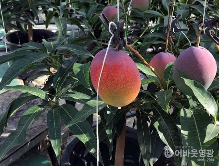 영광군, 아열대과수(망고) 재배 기술교육 실시 3.jpg