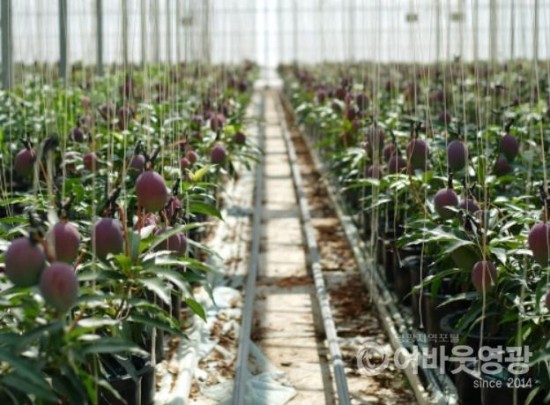 영광군, 아열대과수(망고) 재배 기술교육 실시 4.jpg