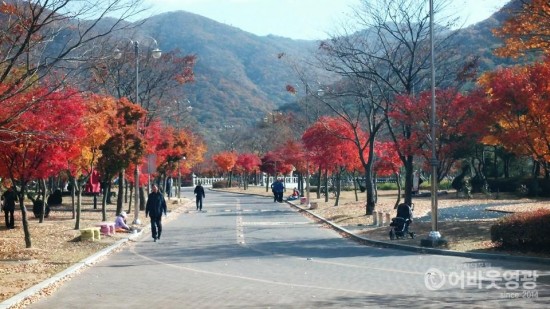 푸른 상사화 잎과 붉은 단풍이 어우러지는 영광 불갑사로 여행을 떠나보세요 2.jpg