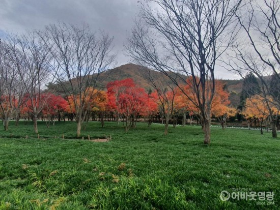푸른 상사화 잎과 붉은 단풍이 어우러지는 영광 불갑사로 여행을 떠나보세요 4.jpeg