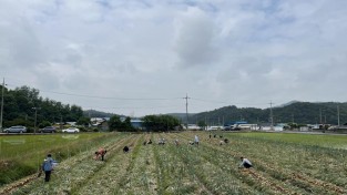 3.영광군청 노인가정과, 농촌일손돕기 실시.jpg