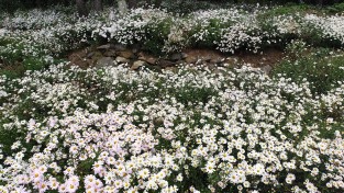 3.사진(백수해안도로 꽃동산 구절초)1.jpg