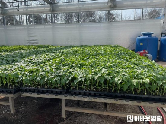 1.사진(영광군, 2026년도 고추 육묘 신청 접수)1.jpg