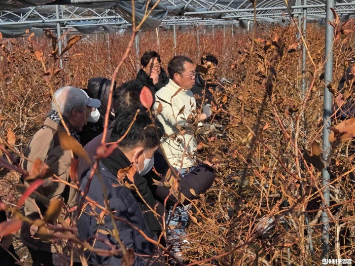 2.사진(영광군, 블루베리 전지전정 현장교육 실시)1.jpg
