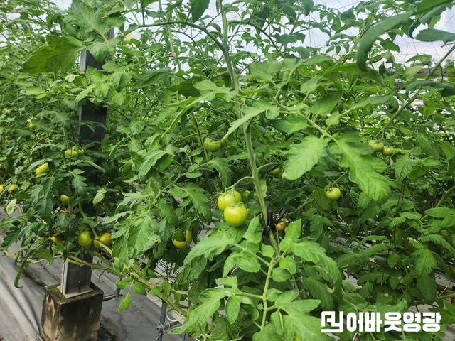 1.사진(영광군, 겨울철 토마토 병해 관리 철저 당부)1.JPG