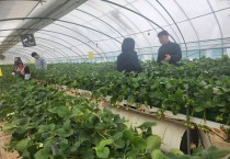영광군, 딸기 수경재배 시험 ‘실증으로 답 찾다’