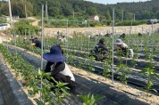 “구슬땀으로 전한 온기”…영광군농업기술센터, 농가 일손 부족 해소 나서
