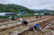 영광군 안전관리과, 무더위 속 양파 수확 농촌 일손돕기 펼쳐