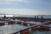 영광군, 해상가두리로 참조기 대량생산 돌파구 마련한다.