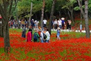 영광불갑산상사화축제, 2020년 전라남도 대표축제 선정